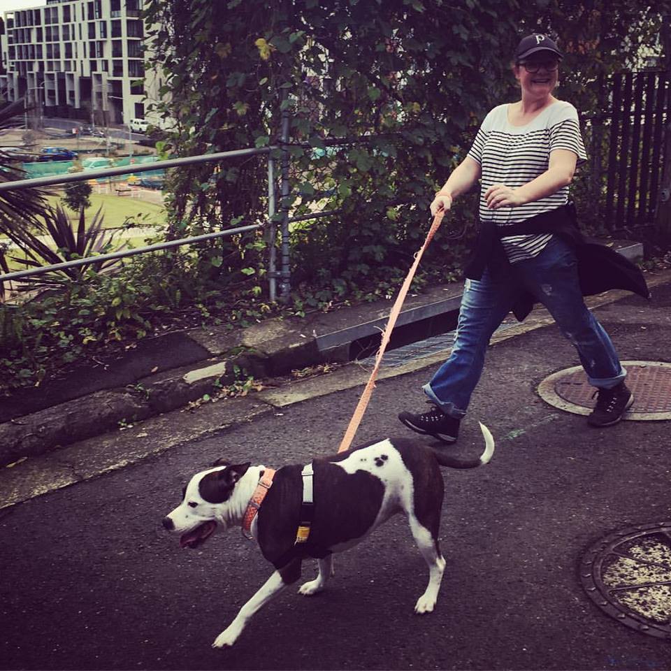 Sydney Dog Walker Dog on Leash